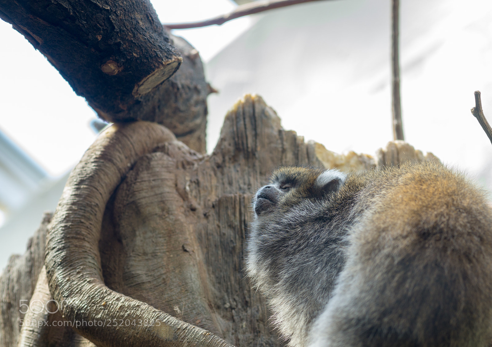 Sony a6000 sample photo. Central park zoo photography