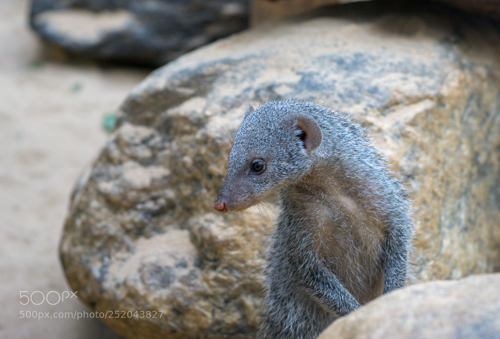 Sony a6000 sample photo. Central park zoo photography