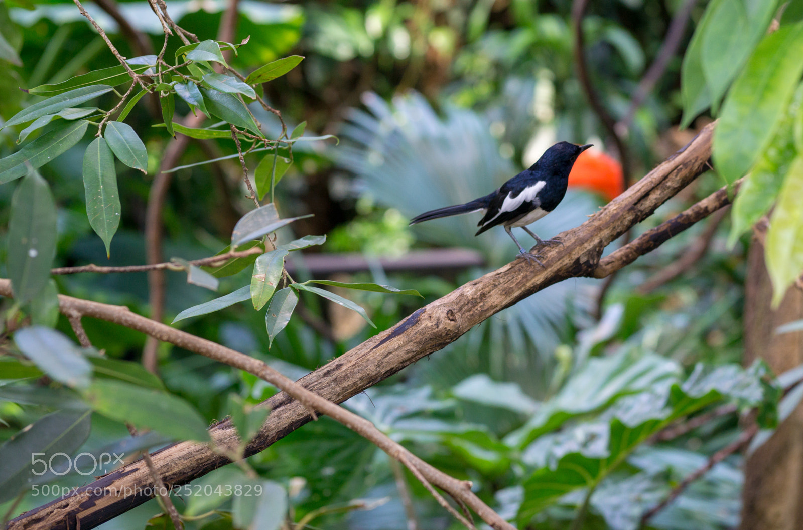 Sony a6000 sample photo. Central park zoo photography