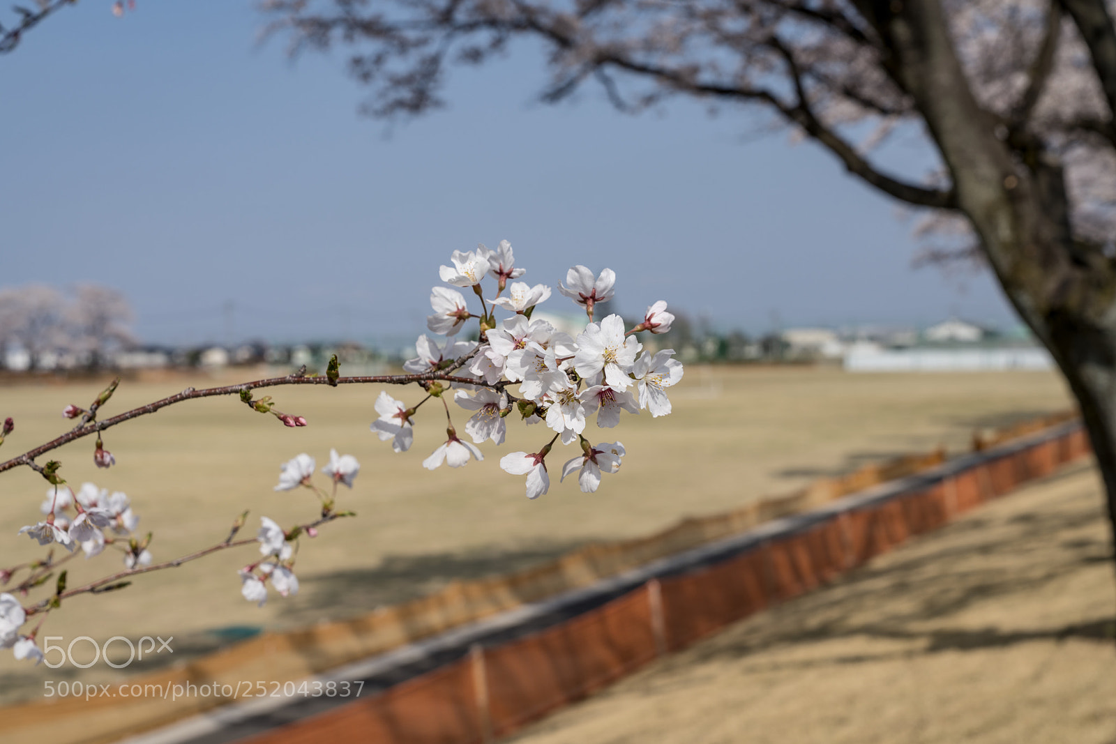 Sony a7R III sample photo. Cherry blossom  photography