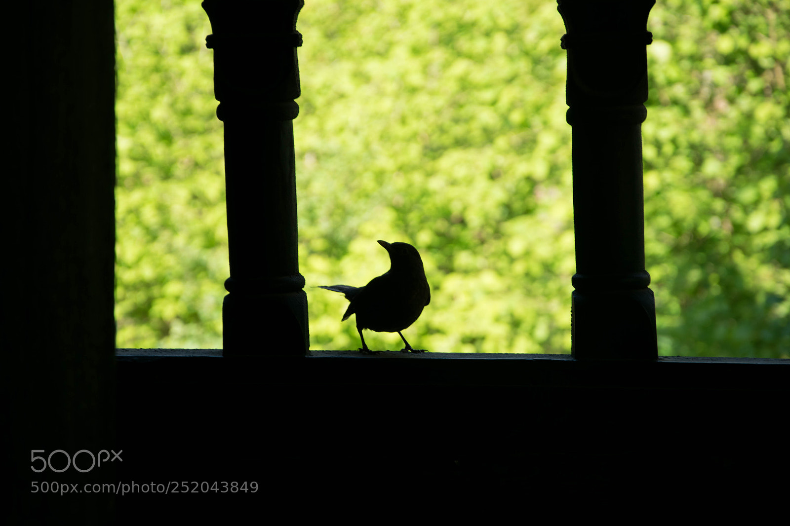 Nikon D3300 sample photo. Silhouette of bird photography