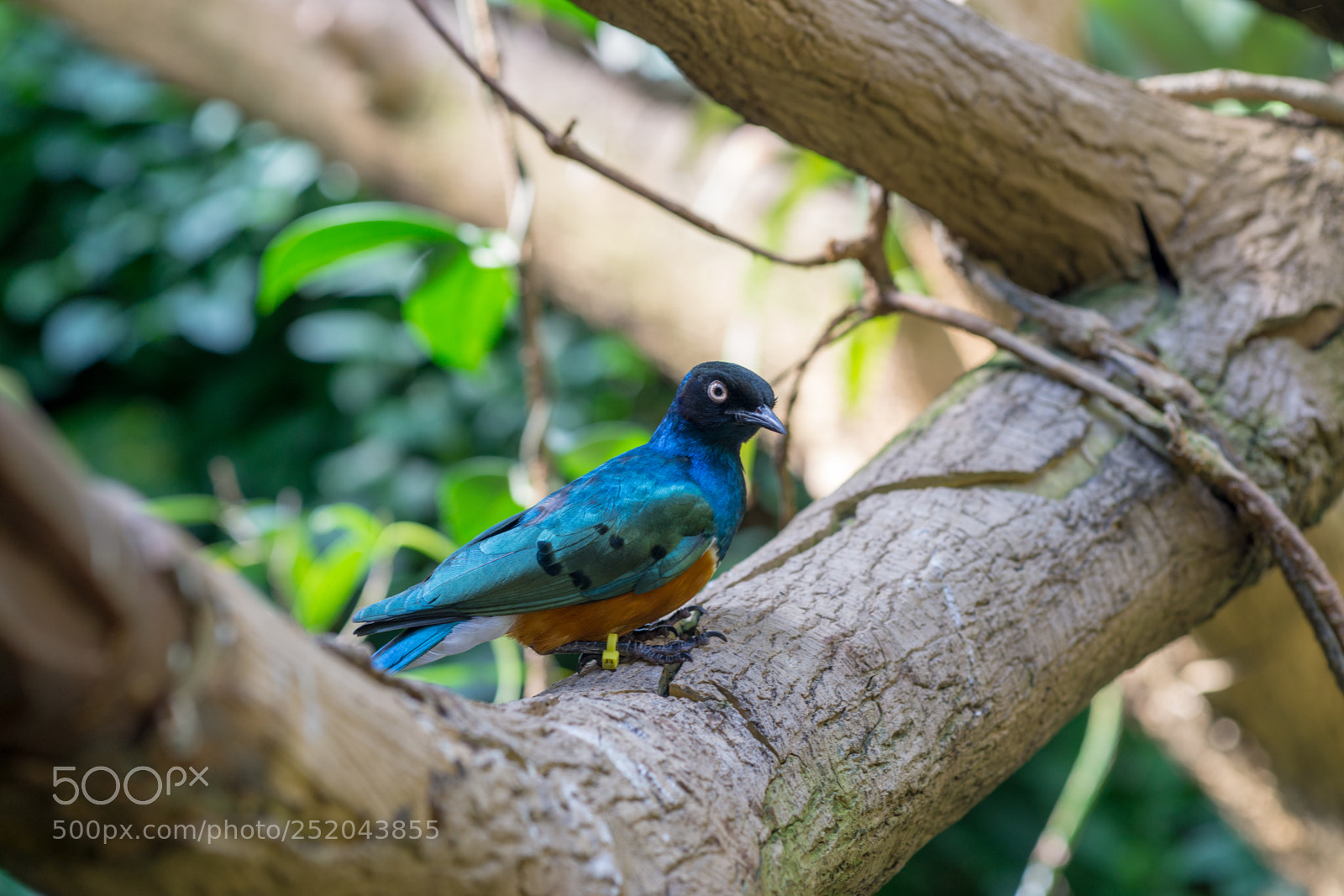 Sony a6000 sample photo. Central park zoo photography