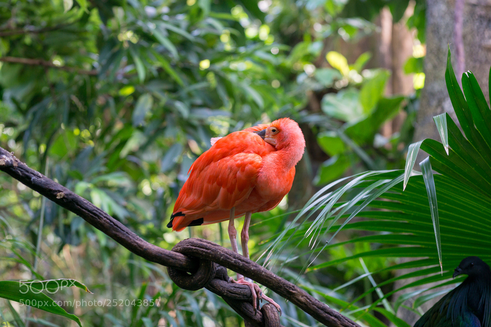 Sony a6000 sample photo. Central park zoo photography