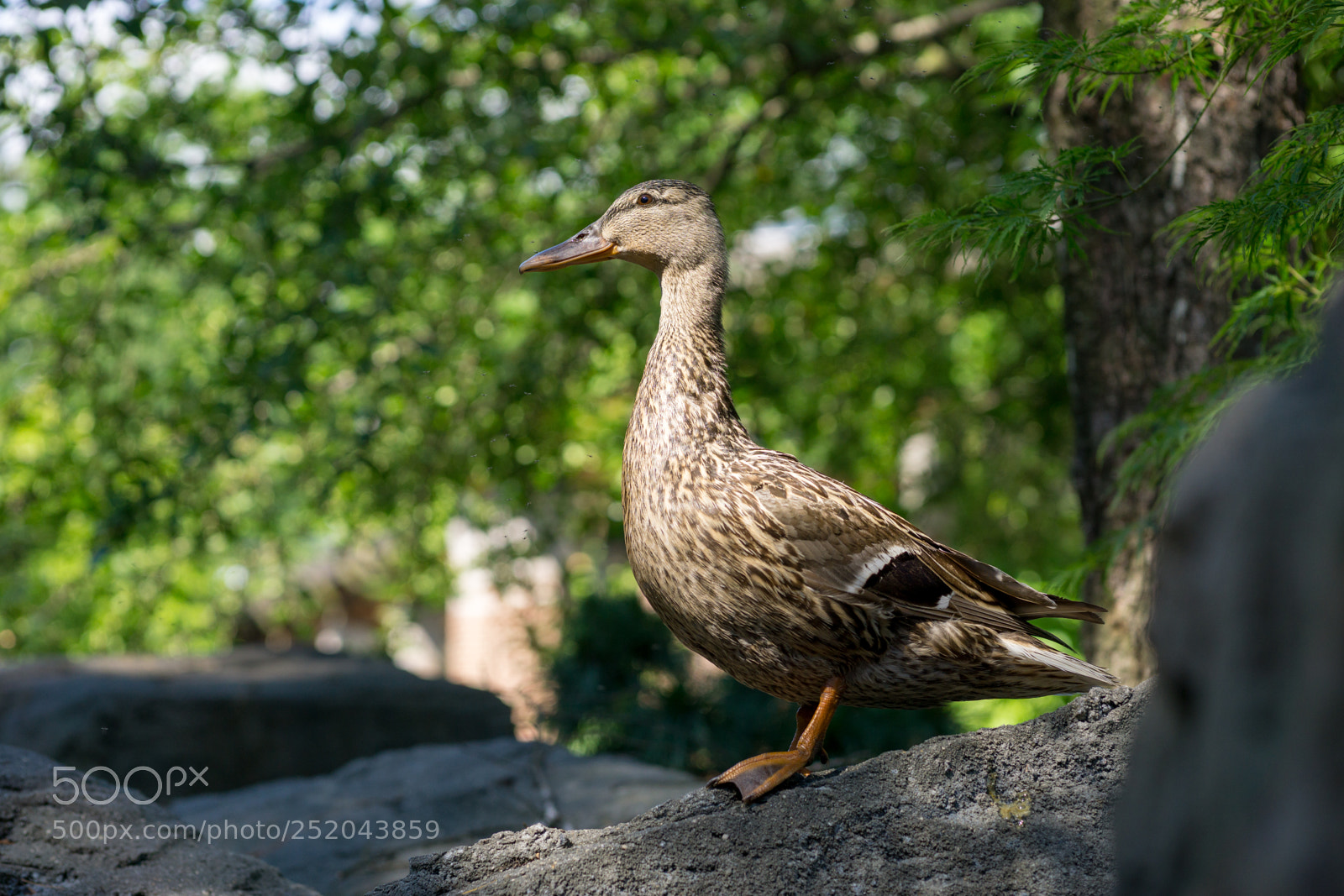 Sony a6000 sample photo. Central park zoo photography