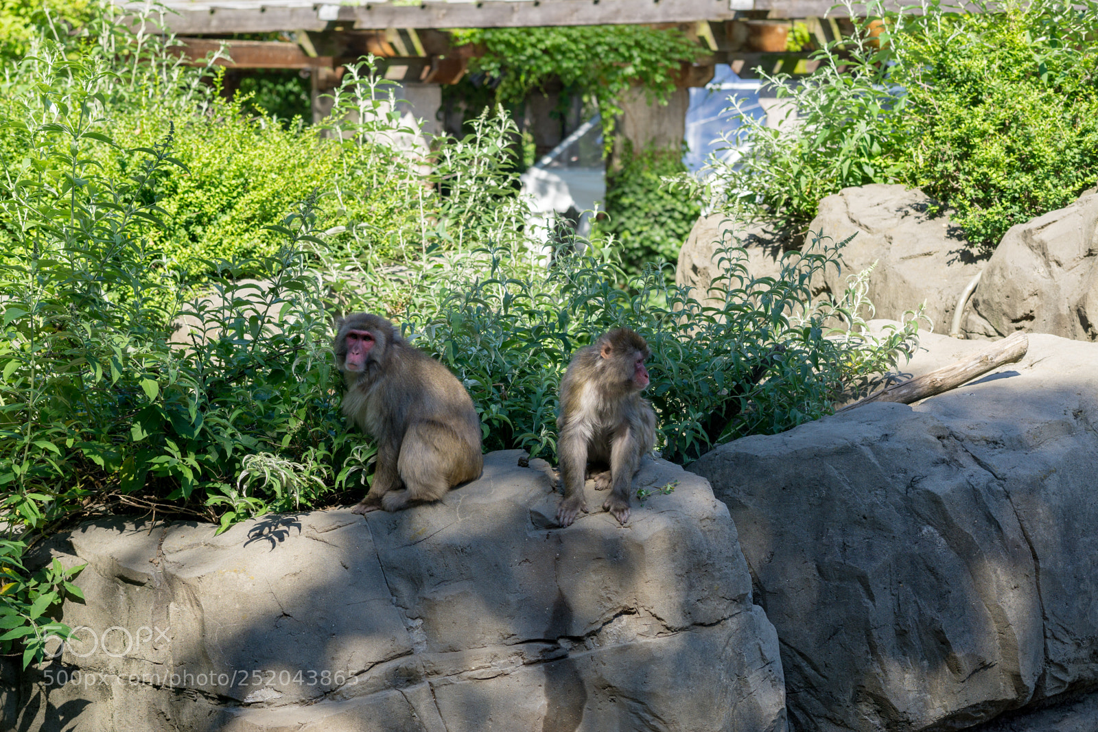 Sony a6000 sample photo. Central park zoo photography