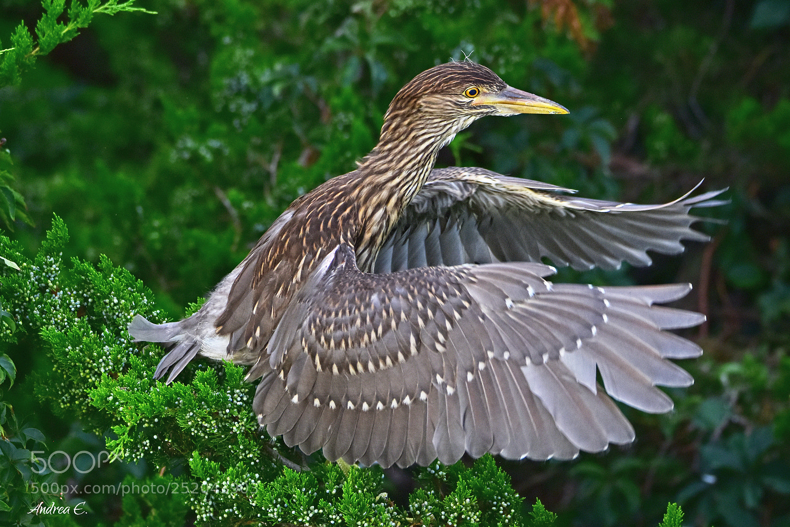 Nikon D7200 sample photo. Juvenile night heron photography