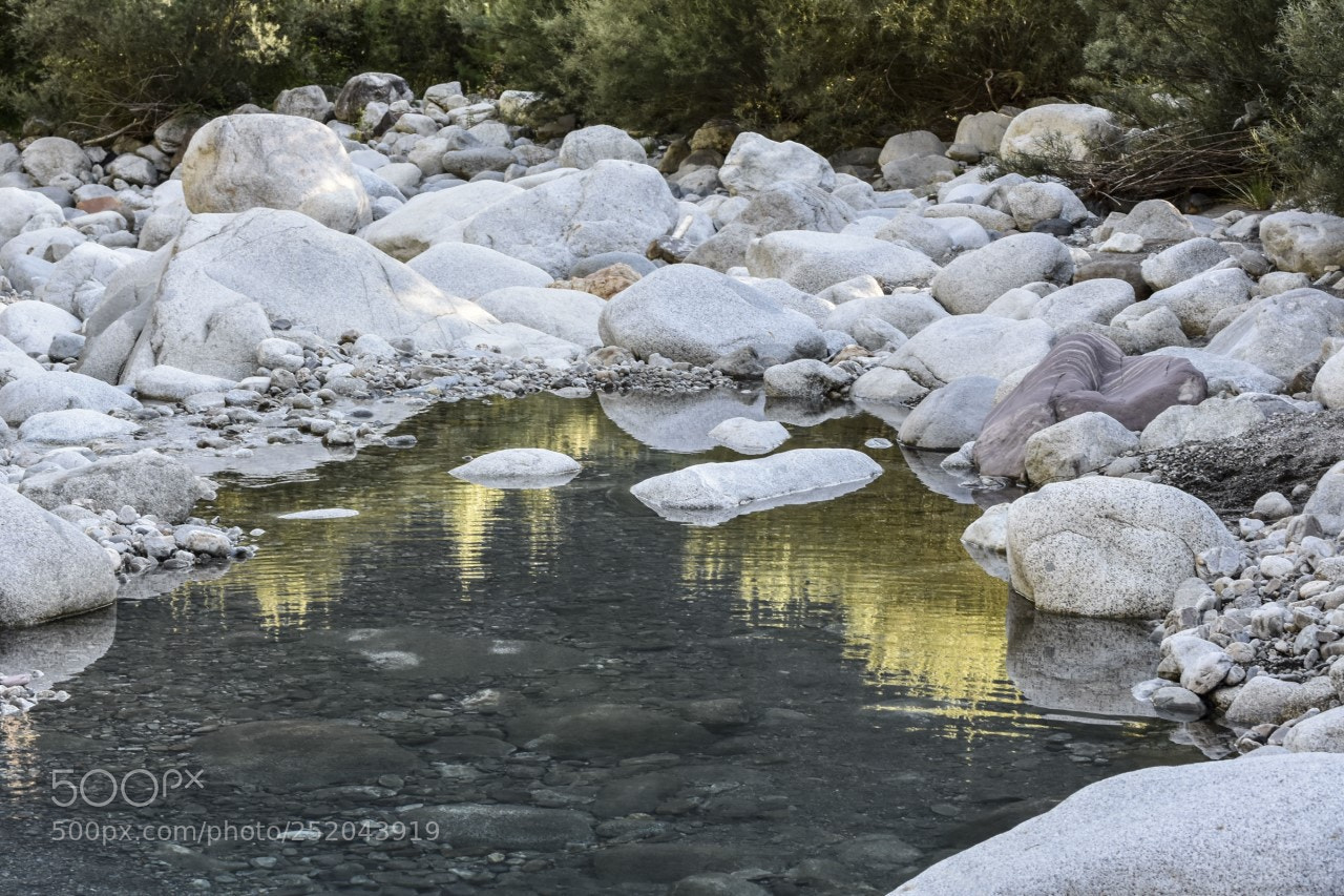 Nikon D7200 sample photo. Reflejos dorados photography