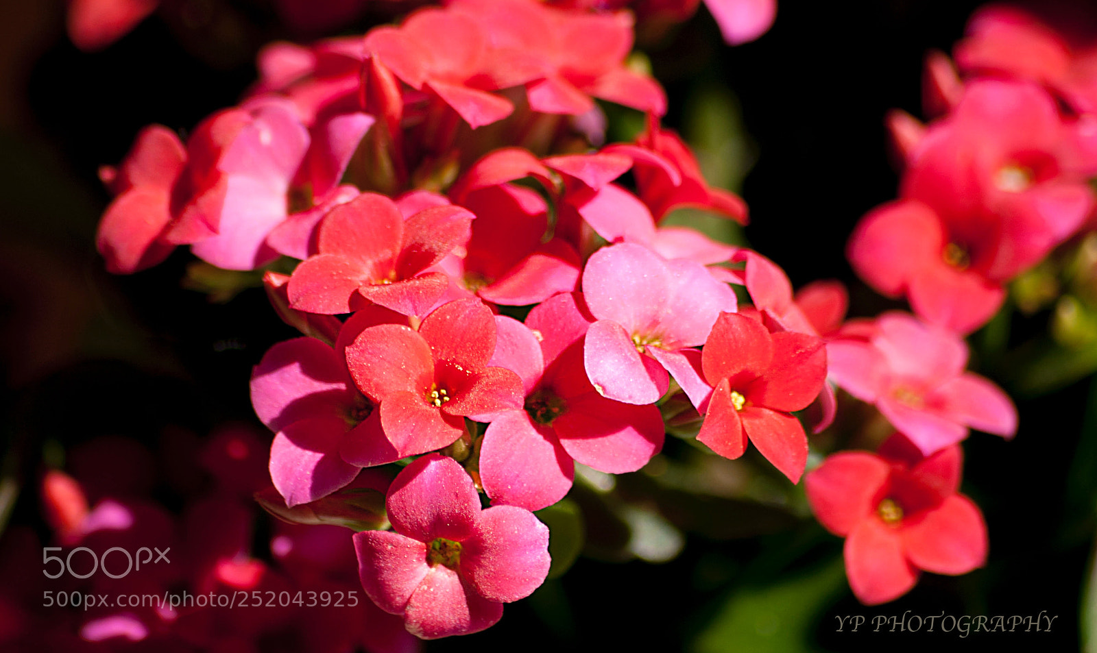 Nikon D200 sample photo. Ypf photography