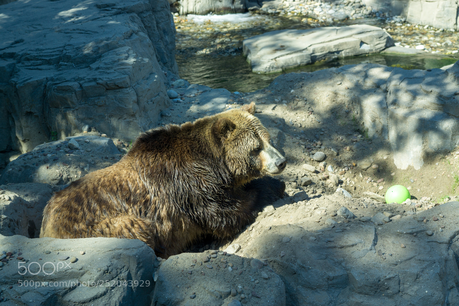 Sony a6000 sample photo. Central park zoo photography