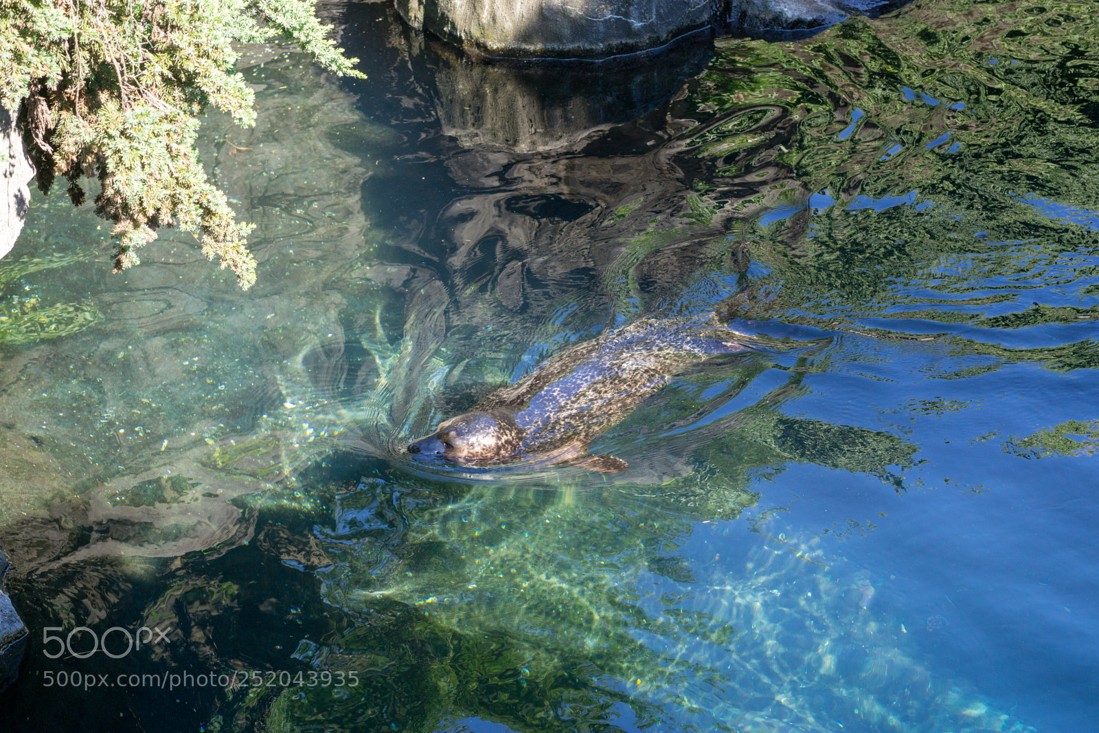 Sony a6000 sample photo. Central park zoo photography