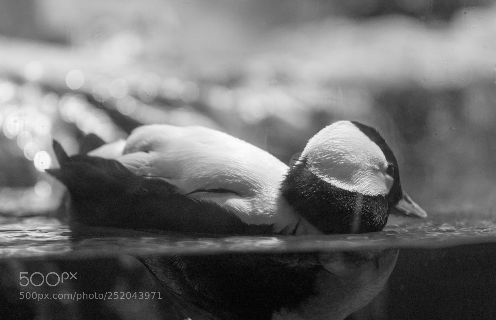 Sony a6000 sample photo. Central park zoo photography