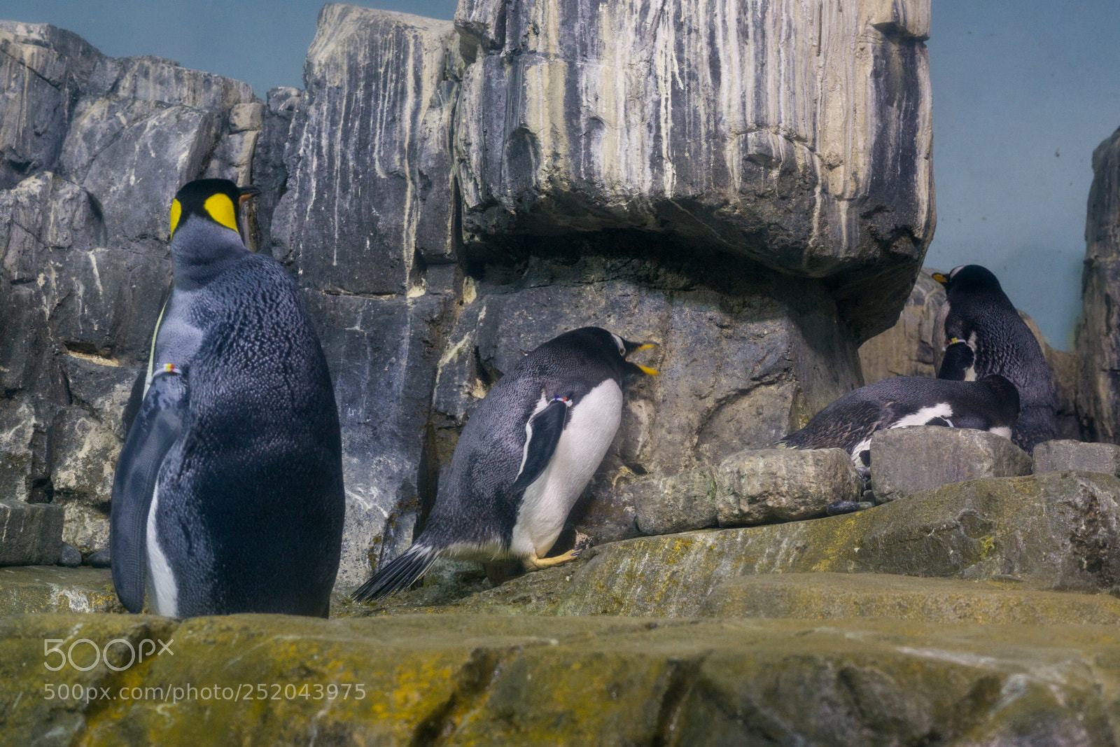 Sony a6000 sample photo. Central park zoo photography