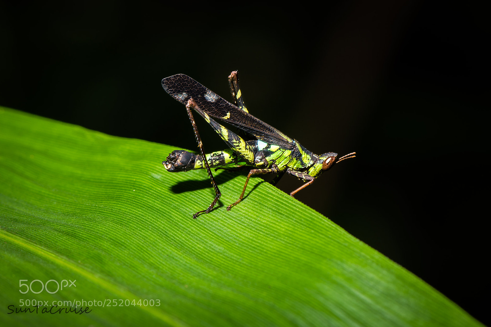 Nikon D7200 sample photo. Grasshopper in the woods photography