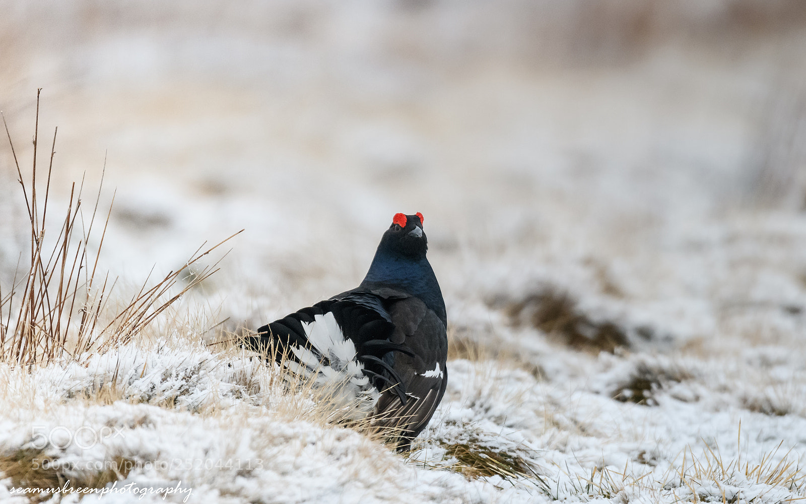 Nikon D850 sample photo. Black grouse easter sun photography
