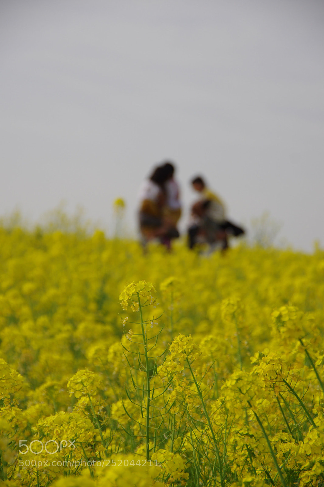 Pentax K-5 II sample photo. Untitled photography