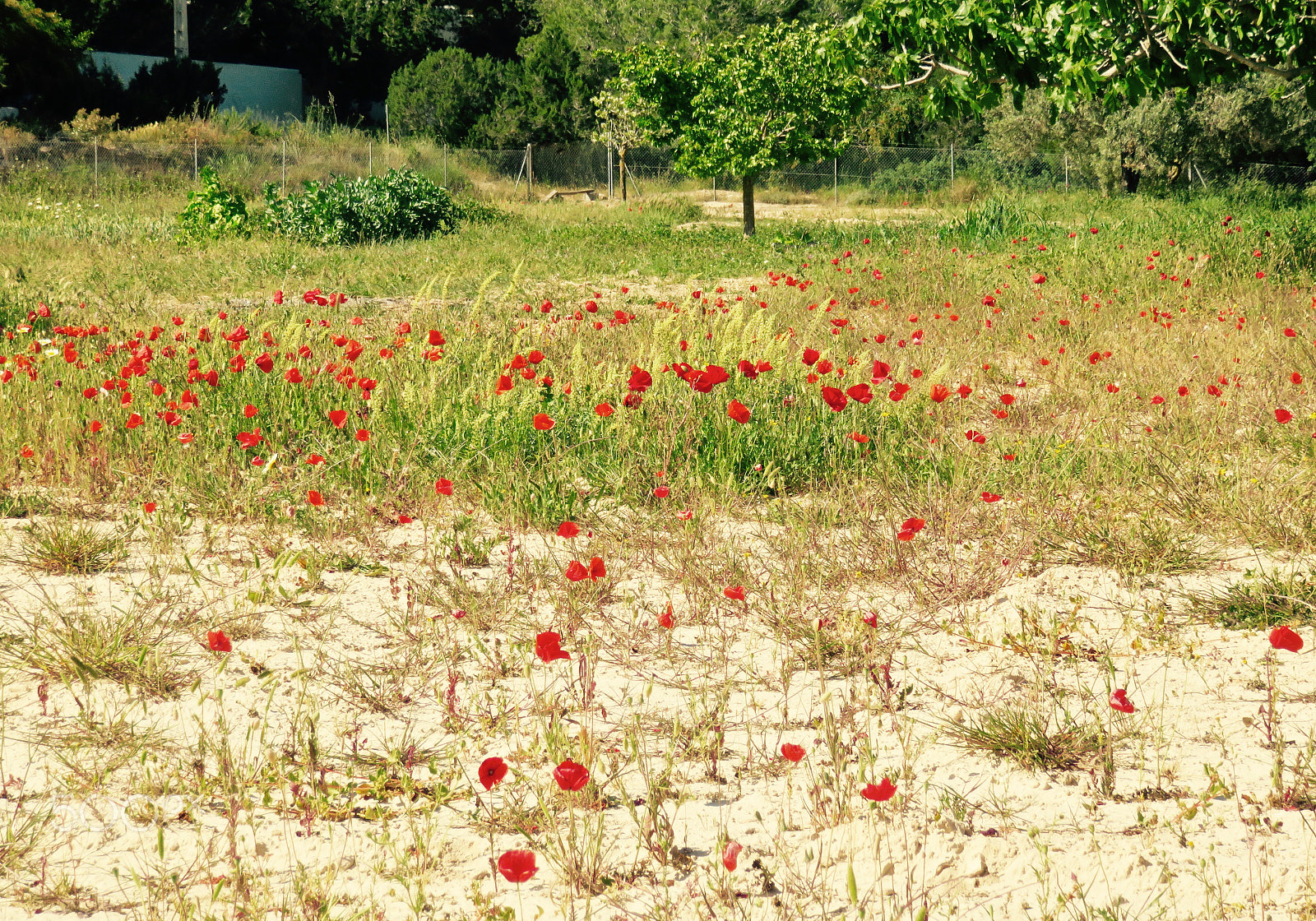 Canon PowerShot SX700 HS sample photo. Img photography