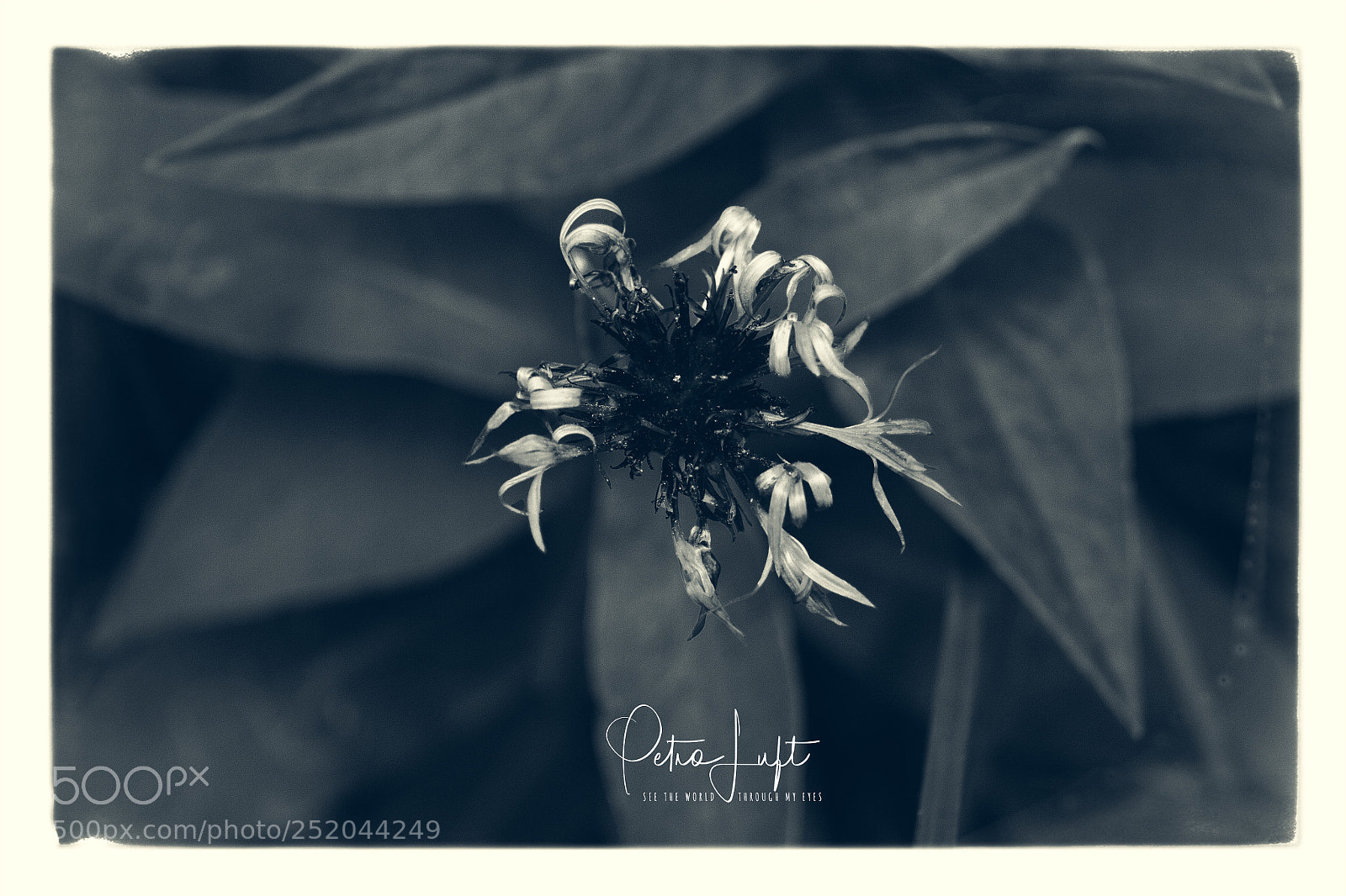 Canon EOS 50D sample photo. Flowers old style photography