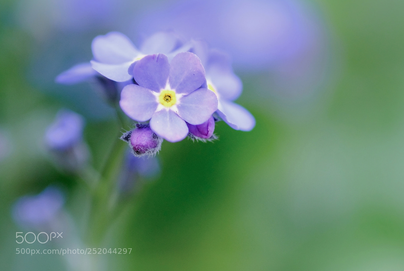 Fujifilm X-T2 sample photo. Myosotis photography