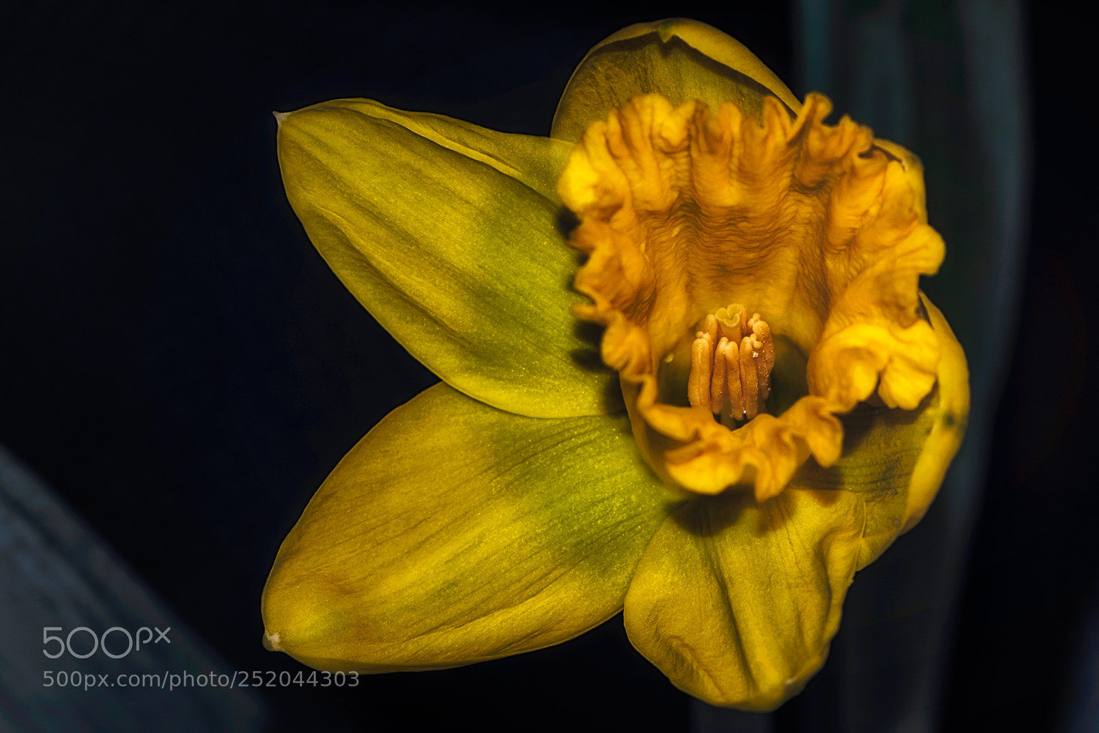Nikon D810 sample photo. Daffodil photography
