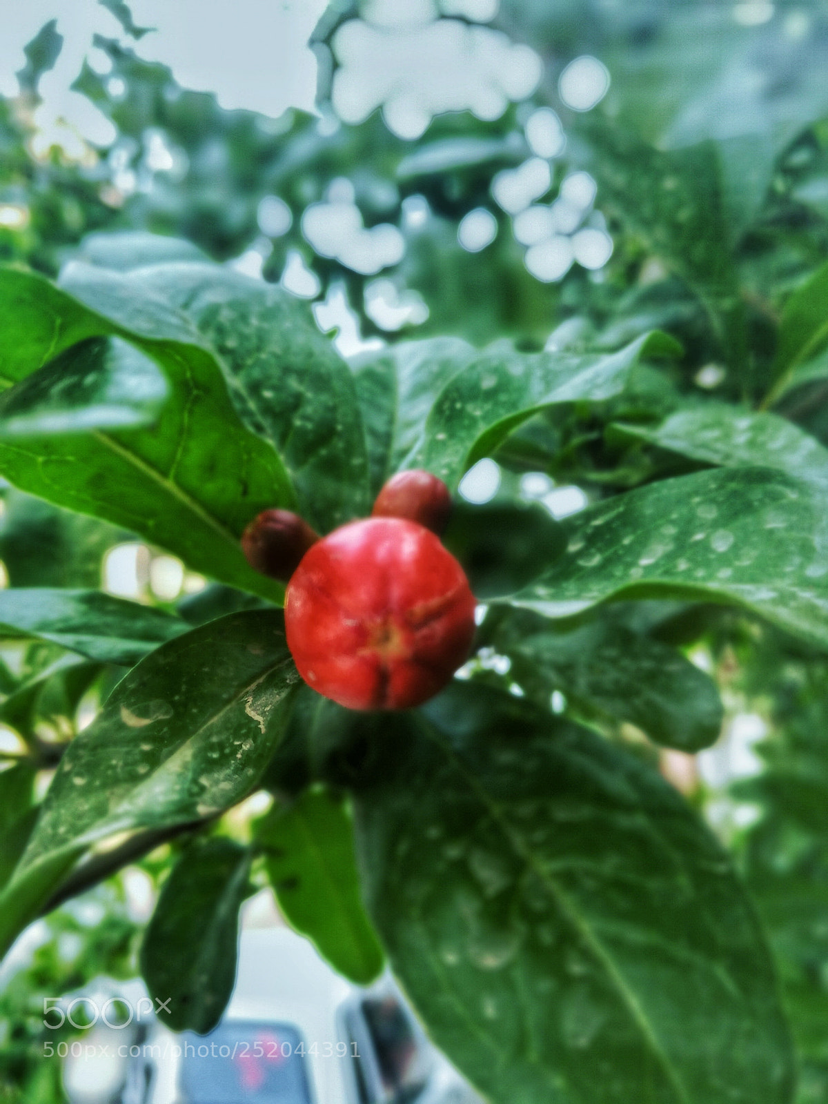 HUAWEI honor 6x sample photo. Anar photography
