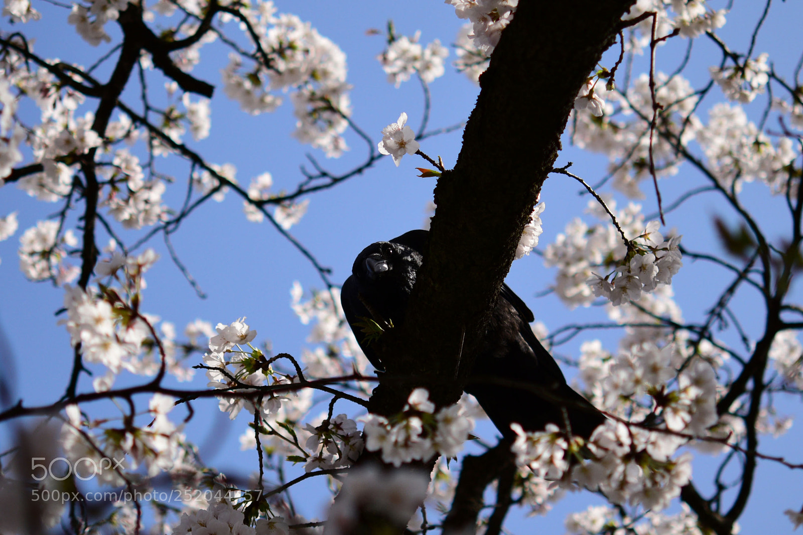 Nikon D5500 sample photo. カラスは見る photography