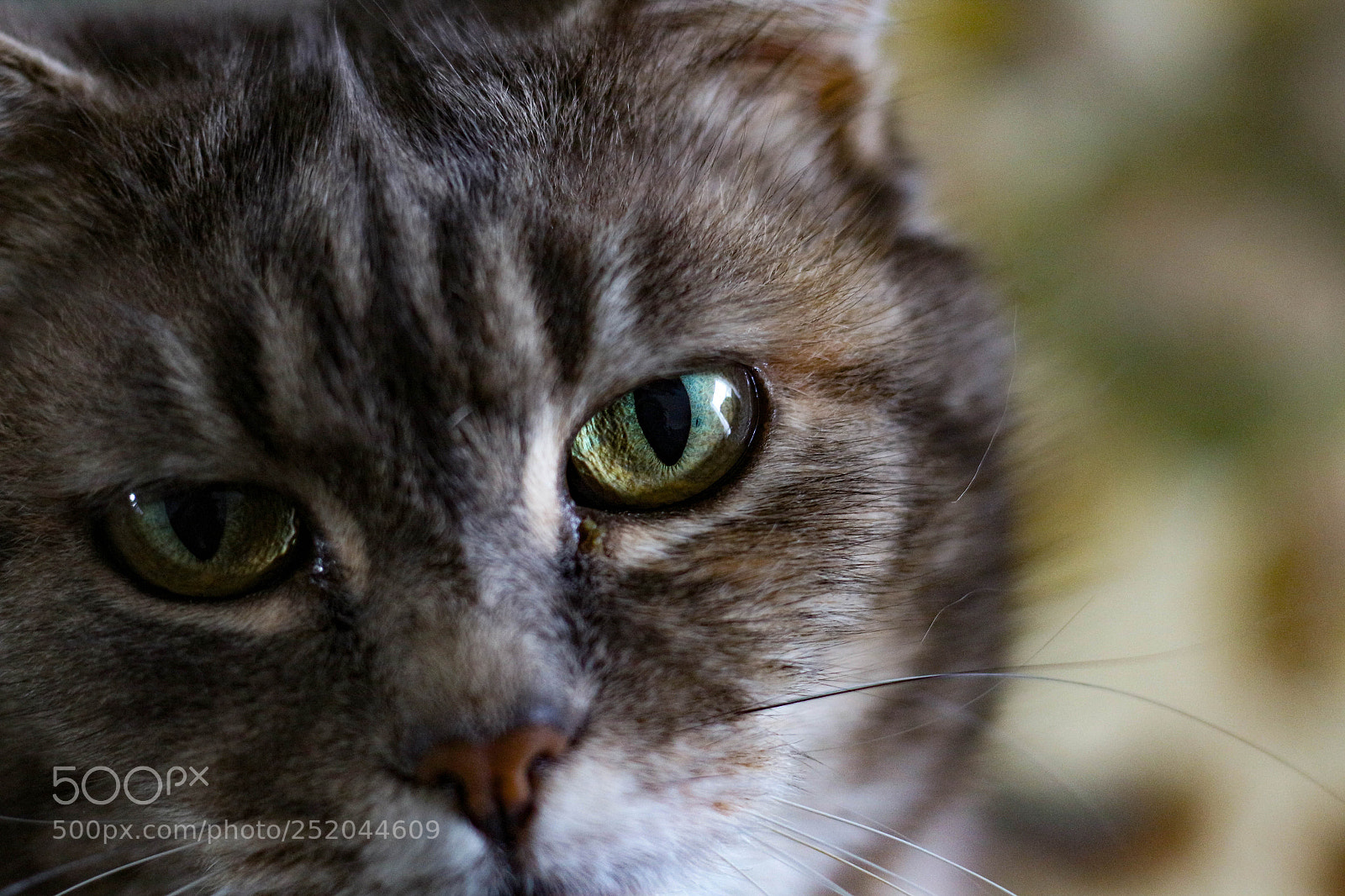 Canon EOS 700D (EOS Rebel T5i / EOS Kiss X7i) sample photo. Cat photography