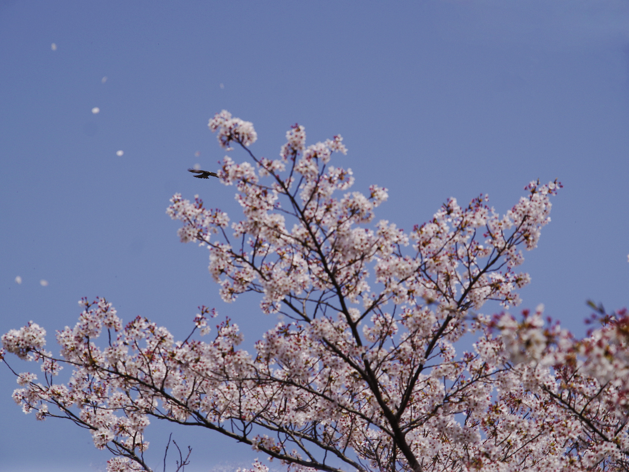 Pentax K-01 sample photo. Bird photography