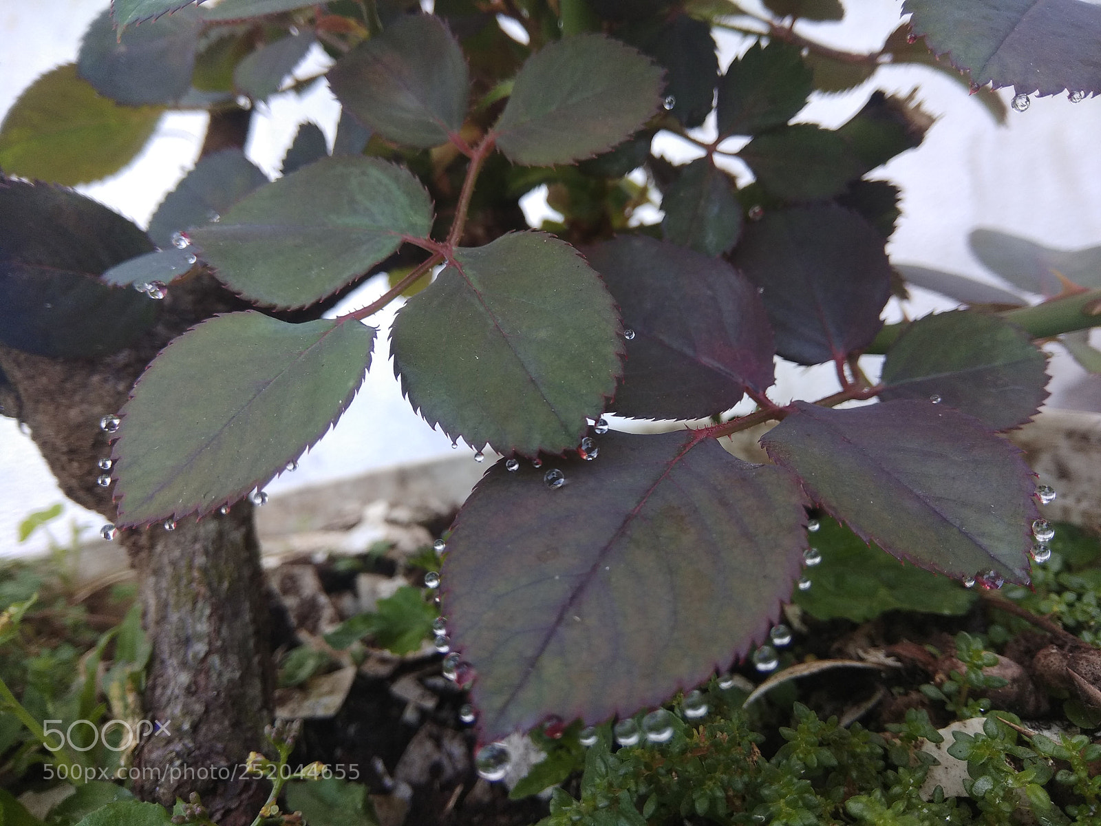 Xiaomi Redmi Note 4 sample photo. Untitled photography