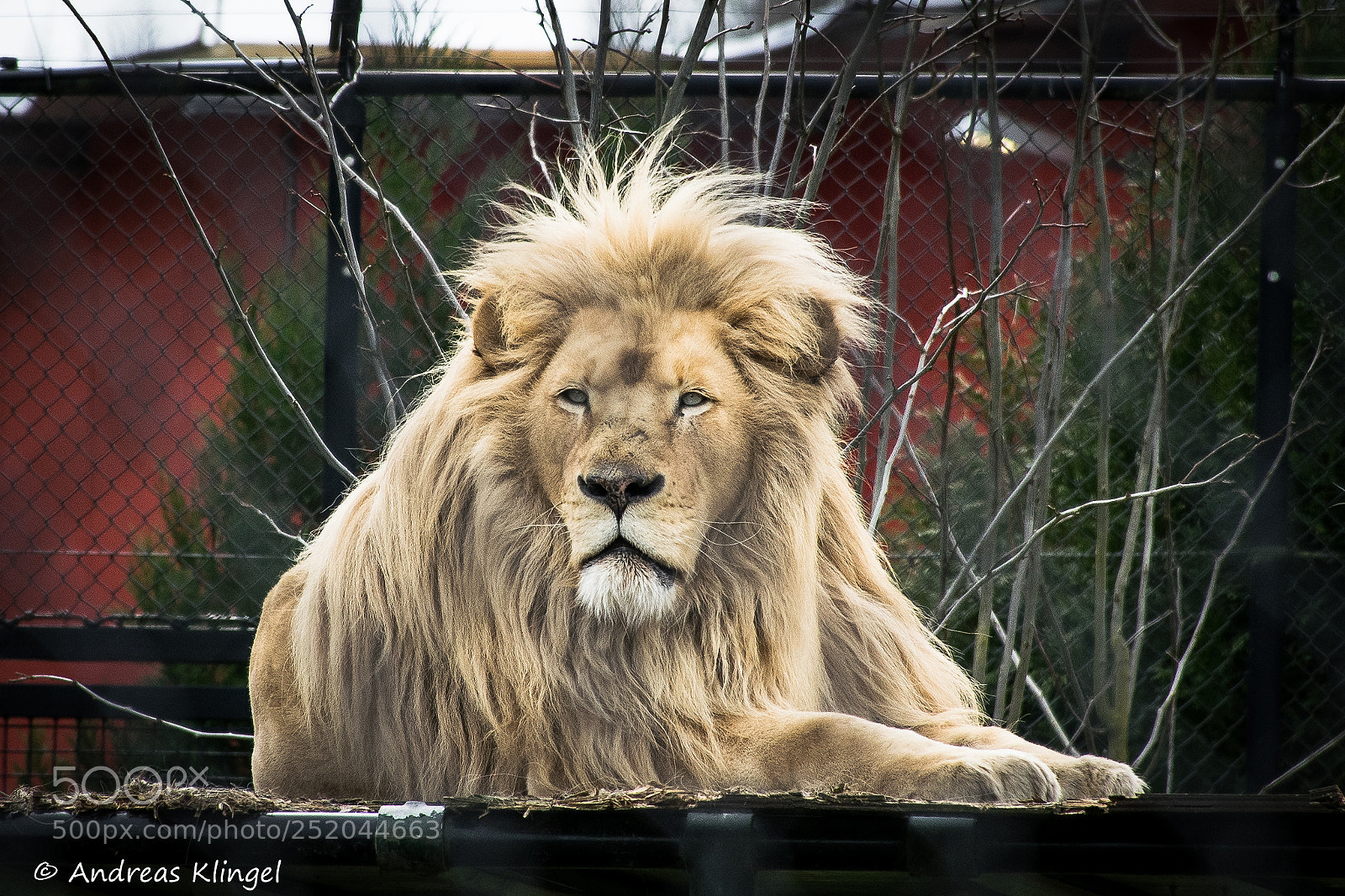 Nikon D5300 sample photo. Lion photography