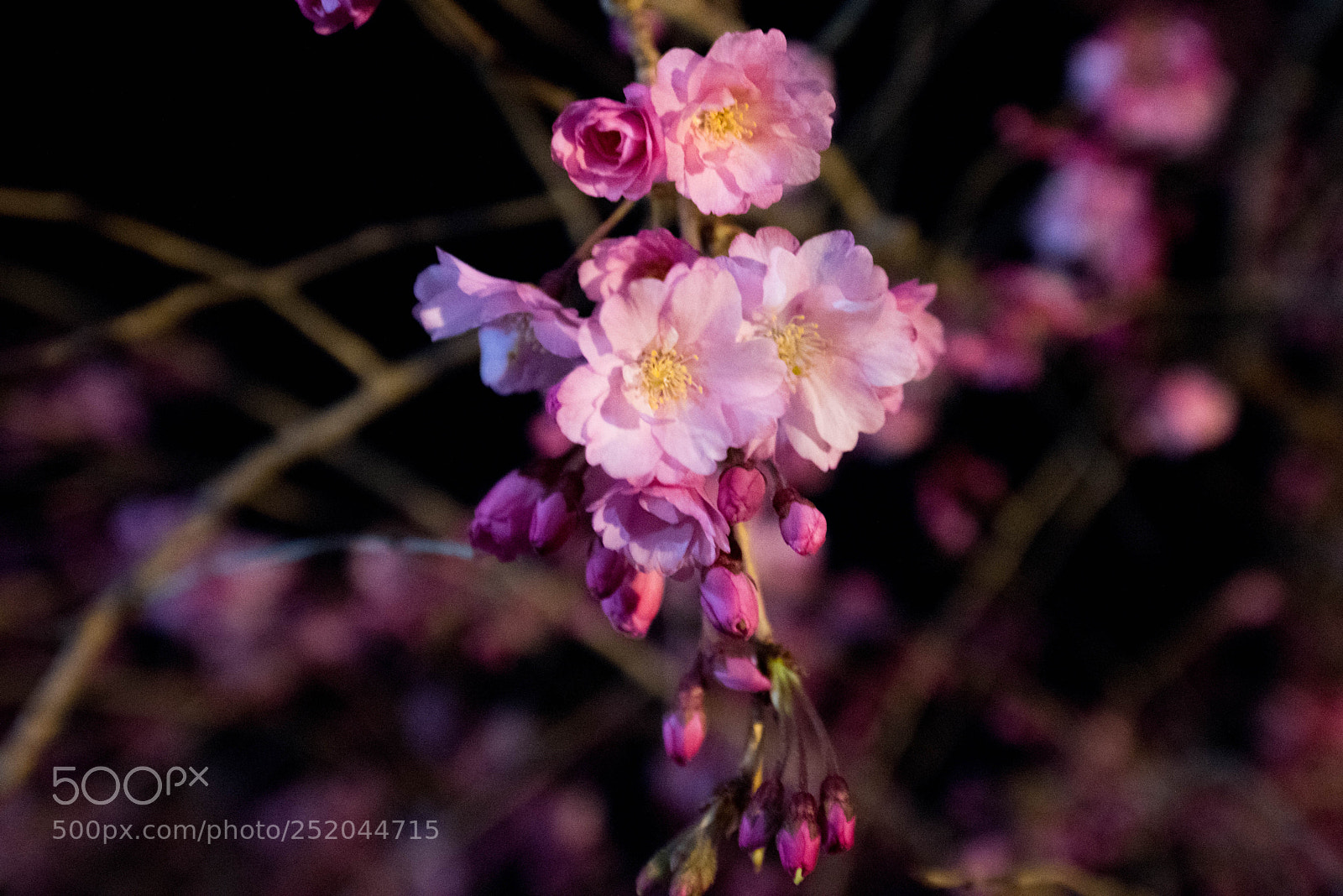 Nikon D810 sample photo. Night flower photography