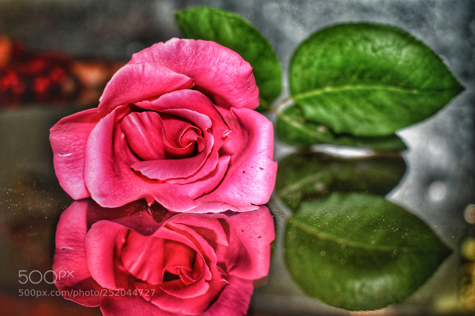 Nikon D3400 sample photo. Flower relfection photography