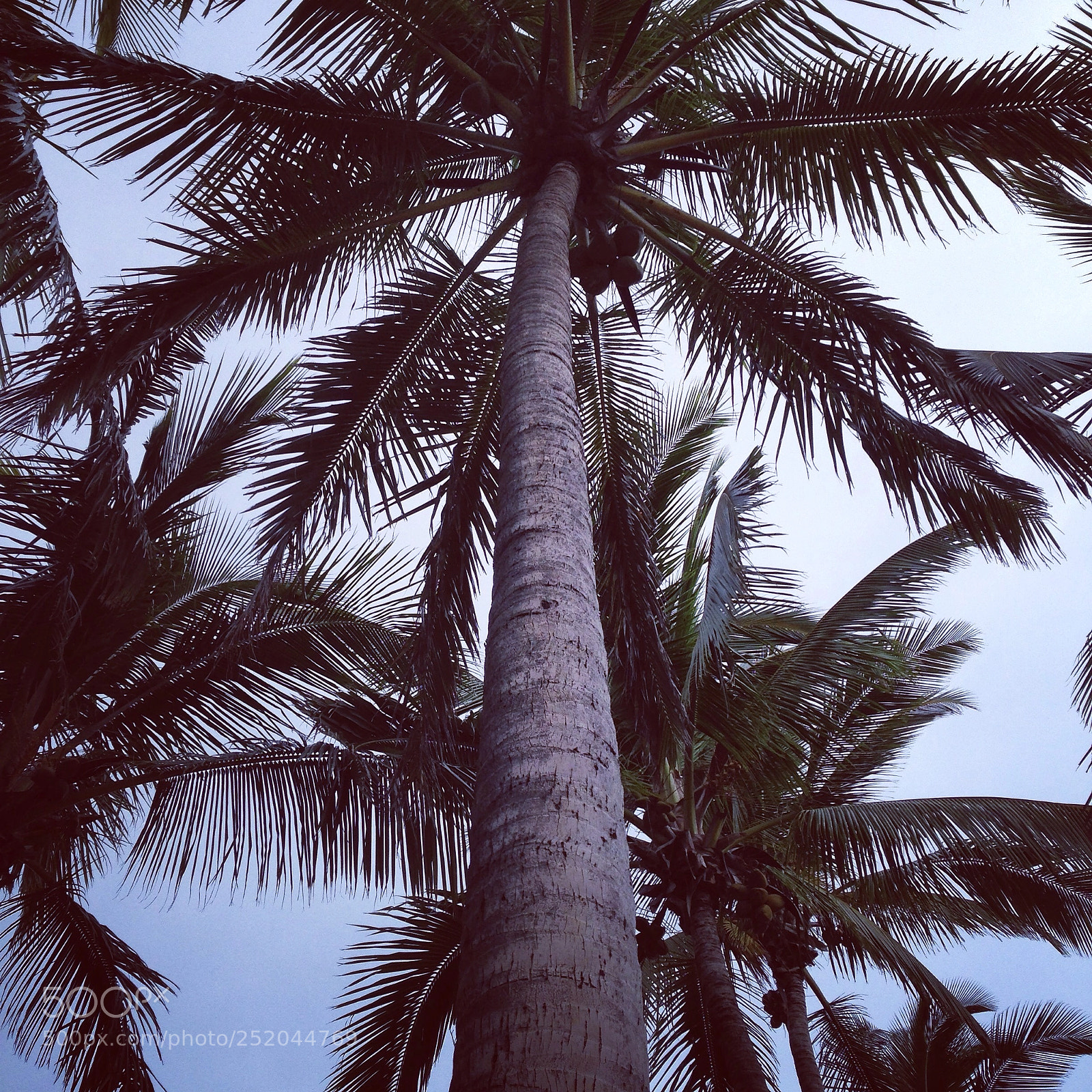 Apple iPhone 5 sample photo. J'ai trouv le paradis...j'y photography
