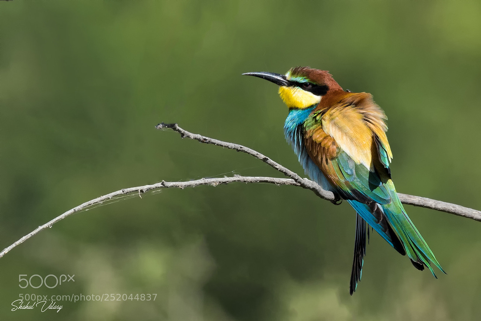 Nikon D500 sample photo. European bee eater photography