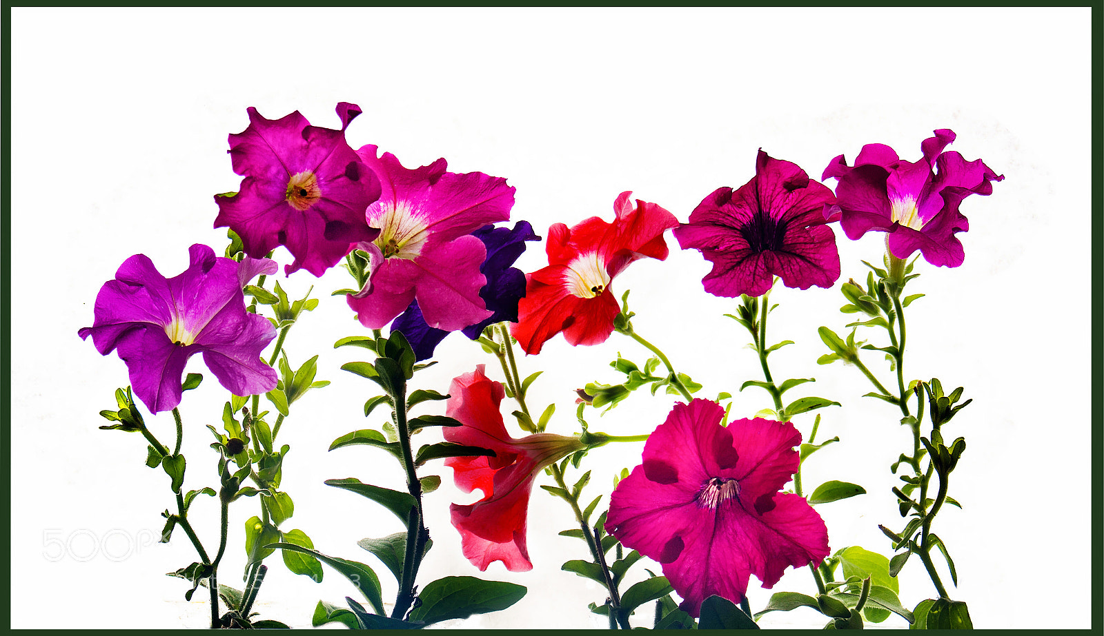 Nikon D5200 sample photo. Petunias photography