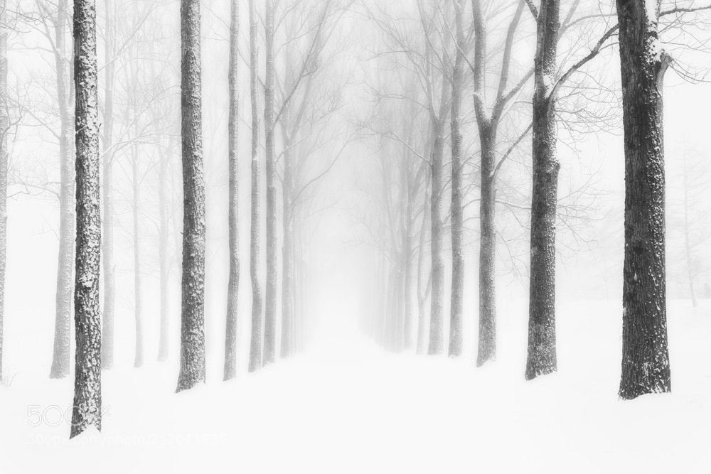 Nikon D810 sample photo. Foggy day photography