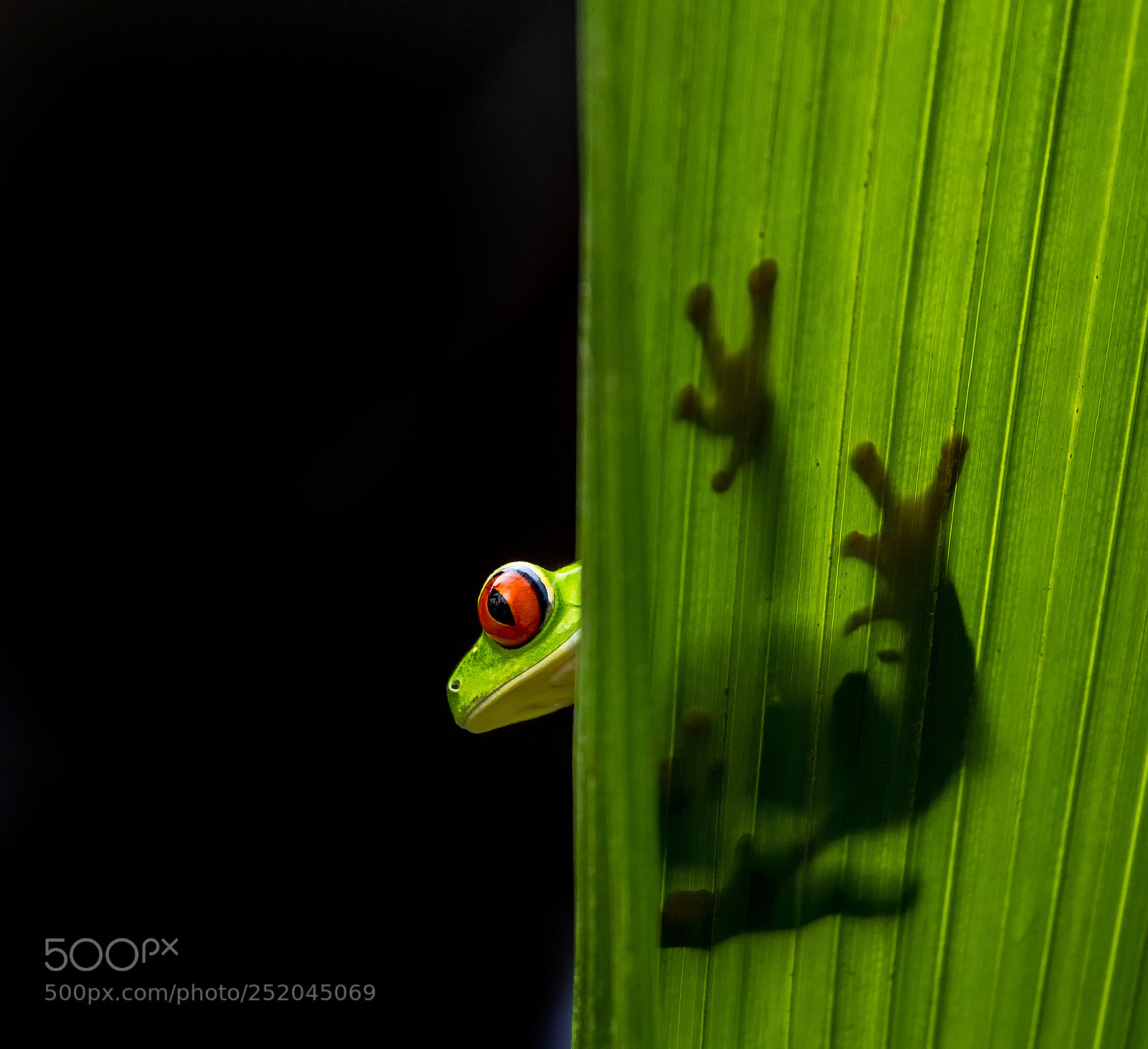 Nikon D5 sample photo. Frog... photography