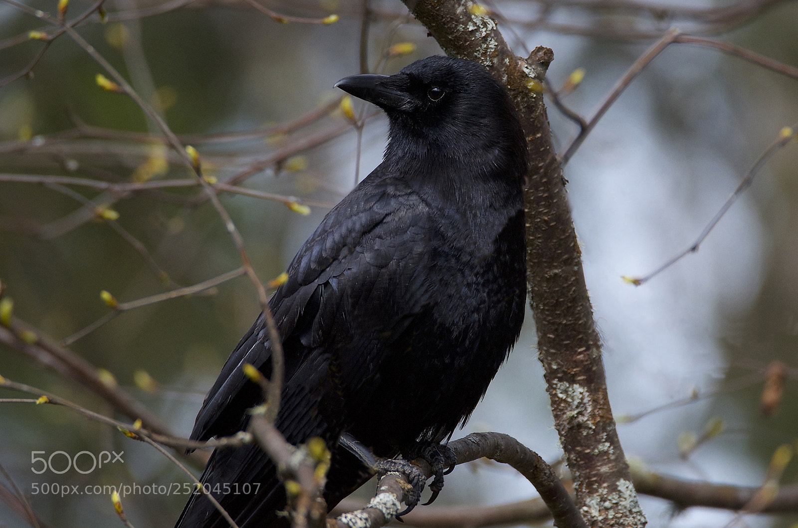 Nikon D7000 sample photo. American crow photography