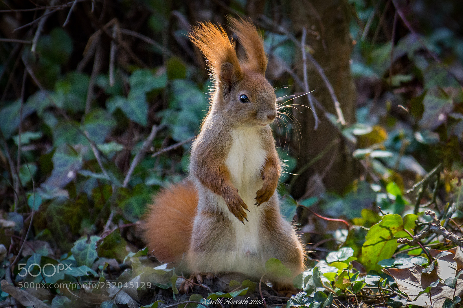 Nikon D7200 sample photo. Squirrel photography