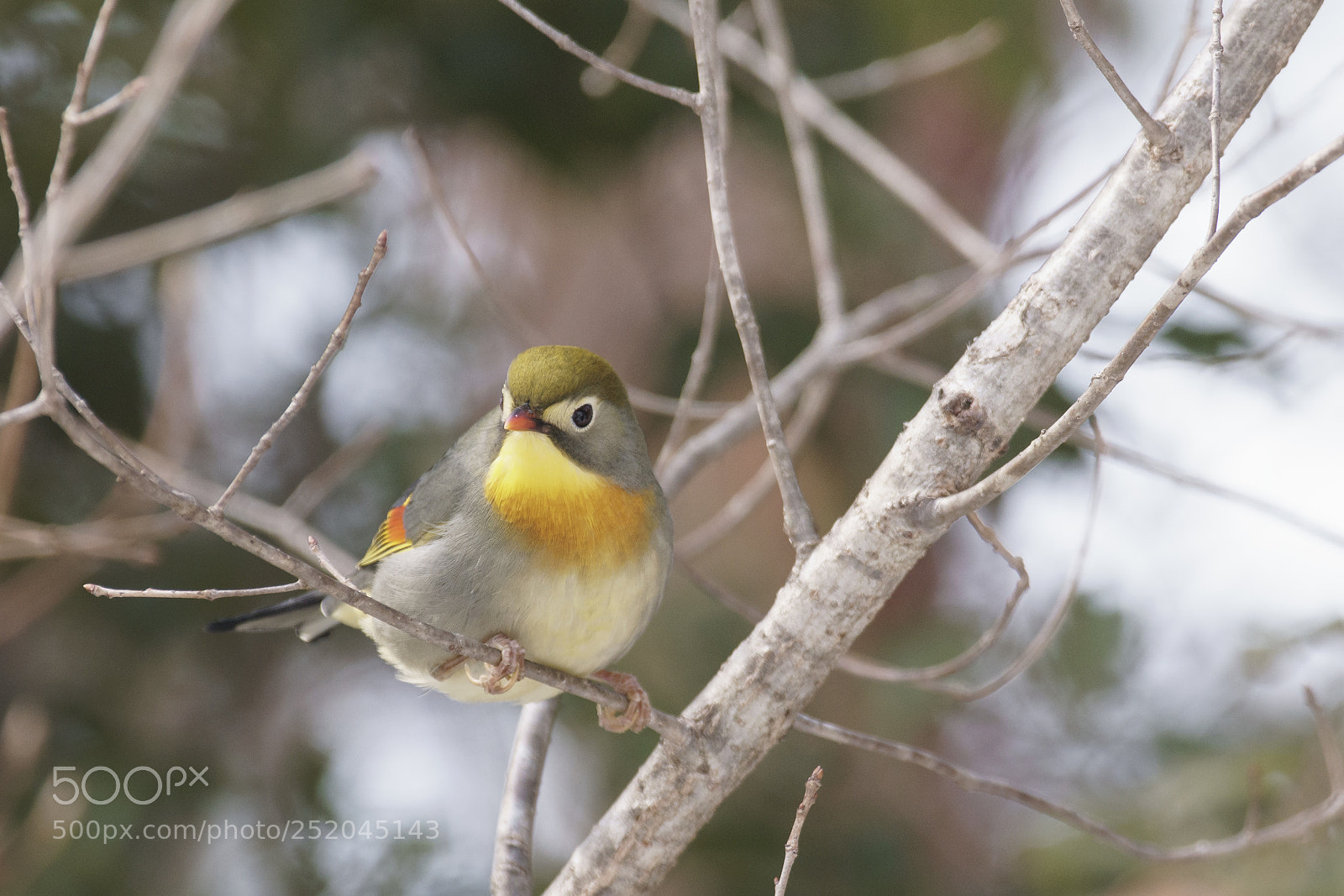 Sony a6300 sample photo. Japaness bird photography