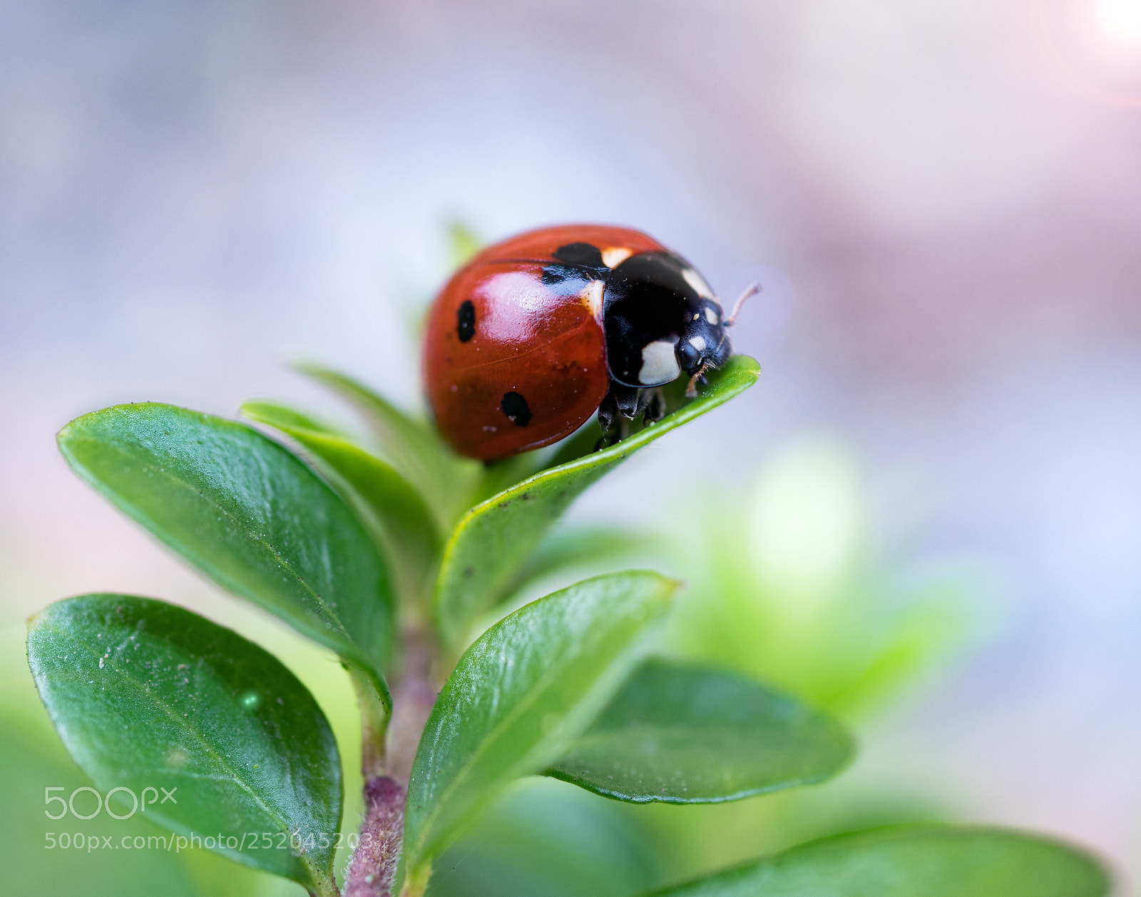 Panasonic Lumix DMC-GX85 (Lumix DMC-GX80 / Lumix DMC-GX7 Mark II) sample photo. Pitite cocci photography