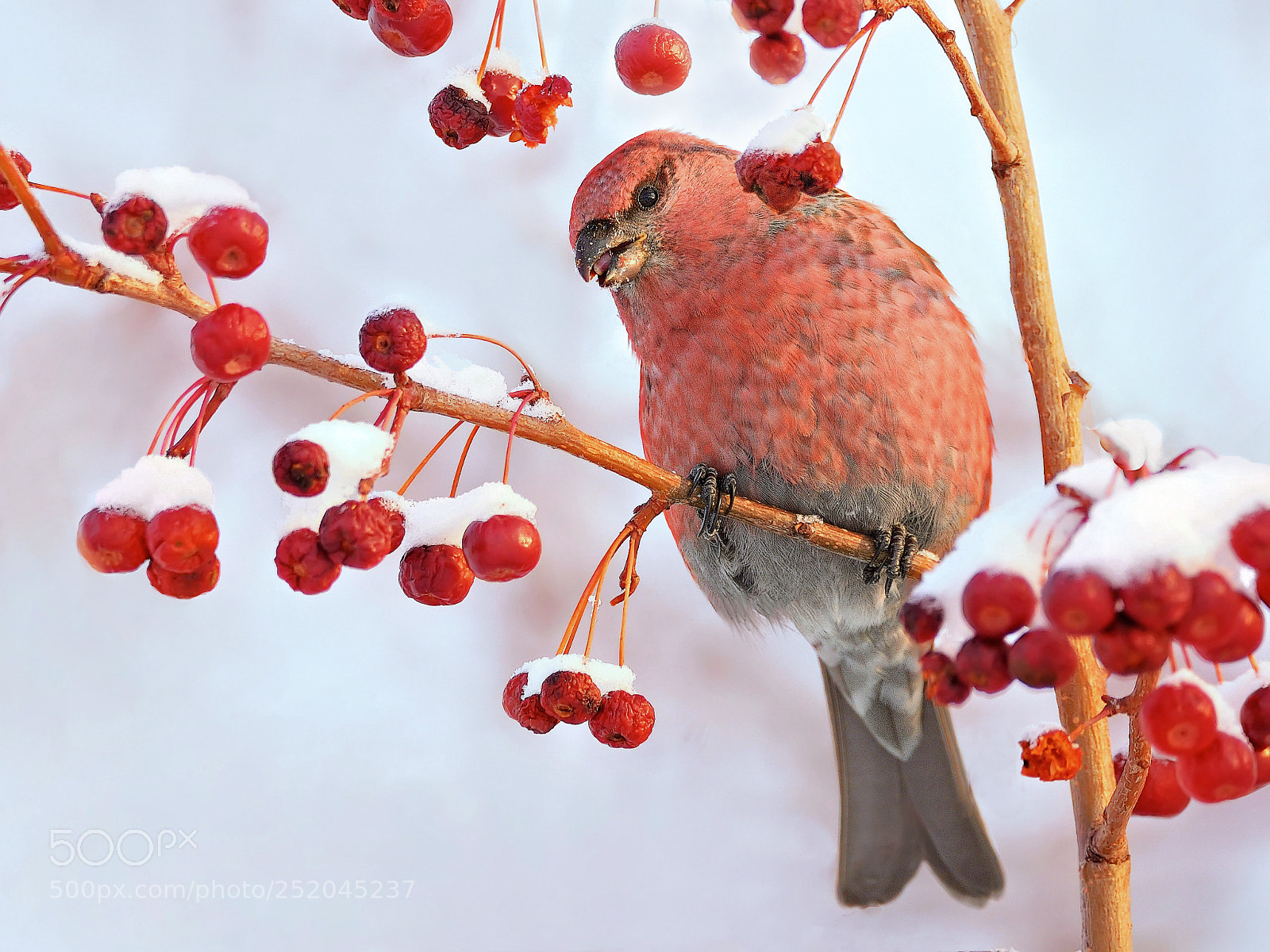 Nikon D610 sample photo. Сибирский попугай photography