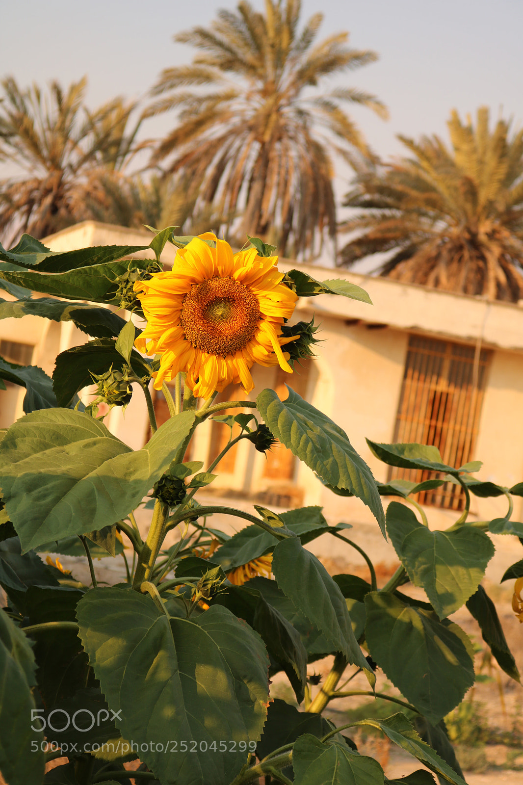 Canon EOS 750D (EOS Rebel T6i / EOS Kiss X8i) sample photo. Untitled photography