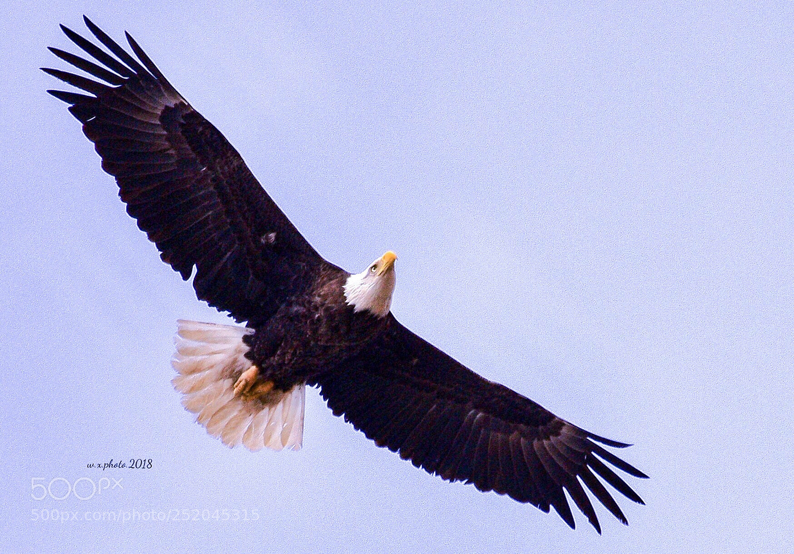 Canon EOS-1Ds Mark III sample photo. Bald eagle photography