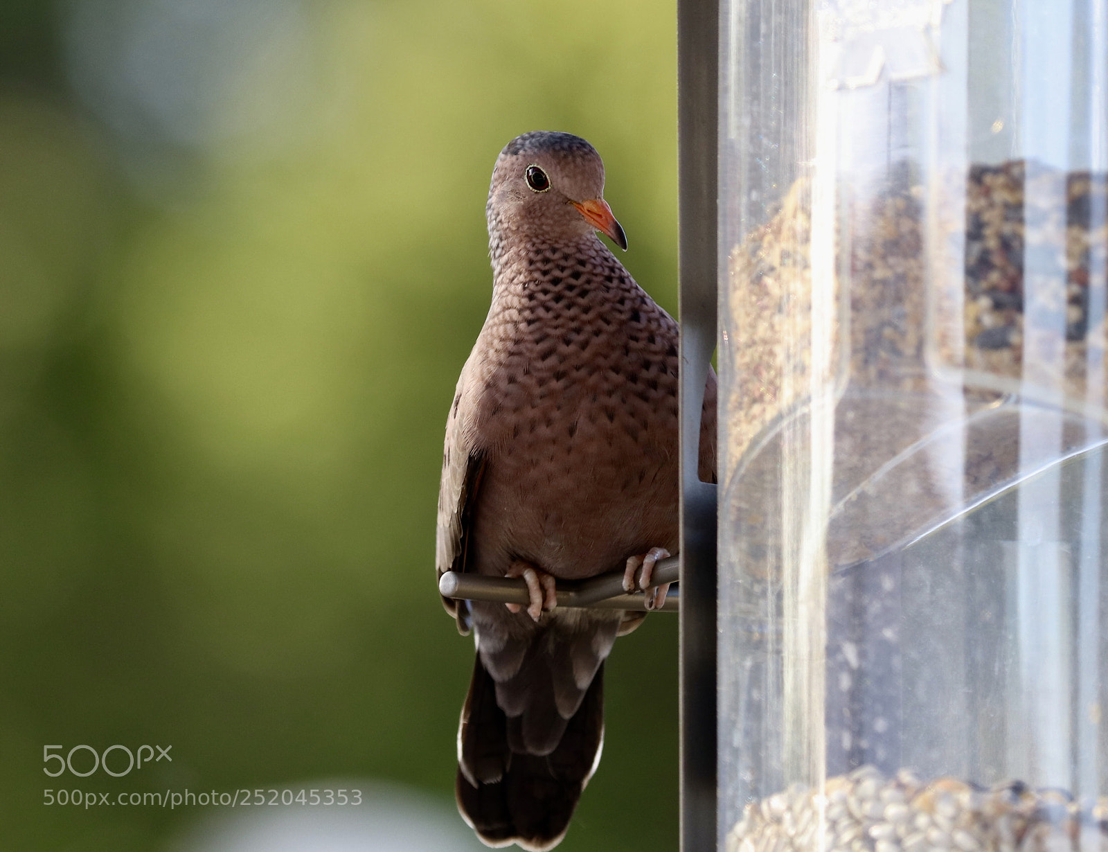 Canon EOS 80D sample photo. Laughing dove photography