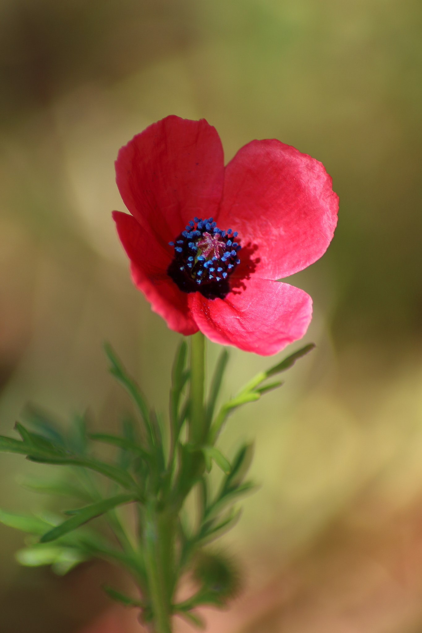 Canon EOS 700D (EOS Rebel T5i / EOS Kiss X7i) + Tamron AF 70-300mm F4-5.6 Di LD Macro sample photo. Small poppy flower photography