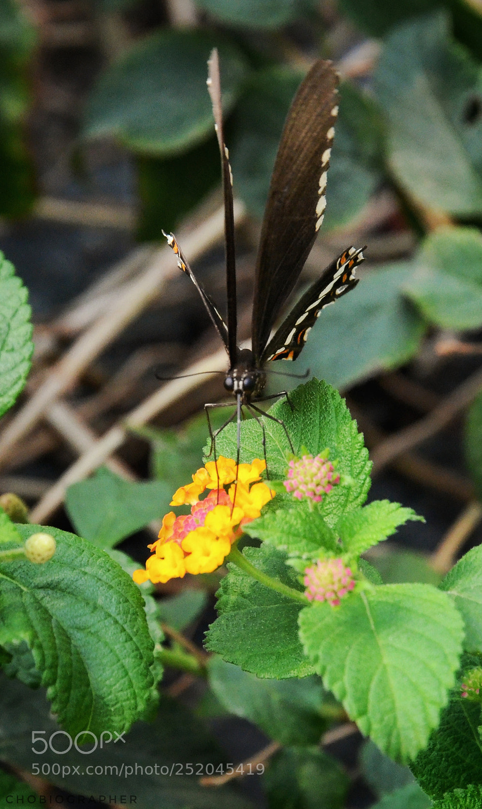 Nikon D7000 sample photo. Spicebush swallowtail. photography