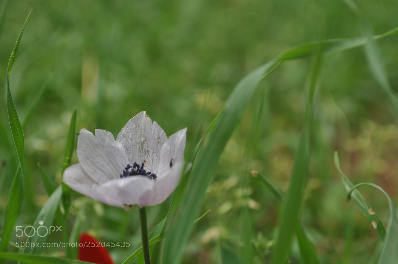 Nikon D5000 sample photo. Untitled photography