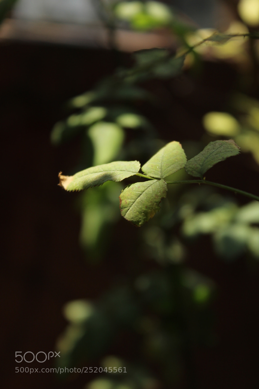 Canon EOS 1200D (EOS Rebel T5 / EOS Kiss X70 / EOS Hi) sample photo. Shadow photography