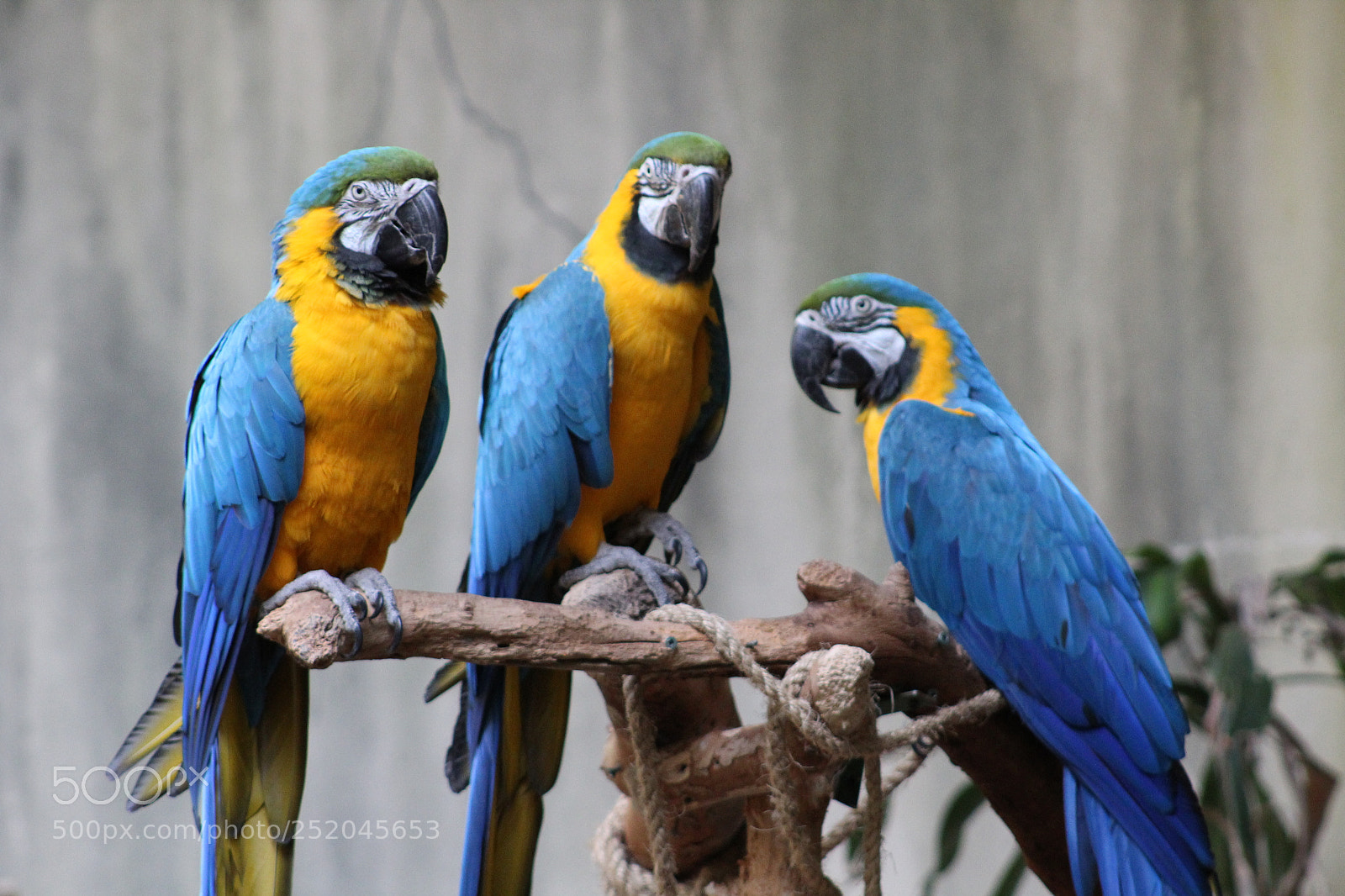 Canon EF 75-300mm f/4-5.6 sample photo. Untitled photography