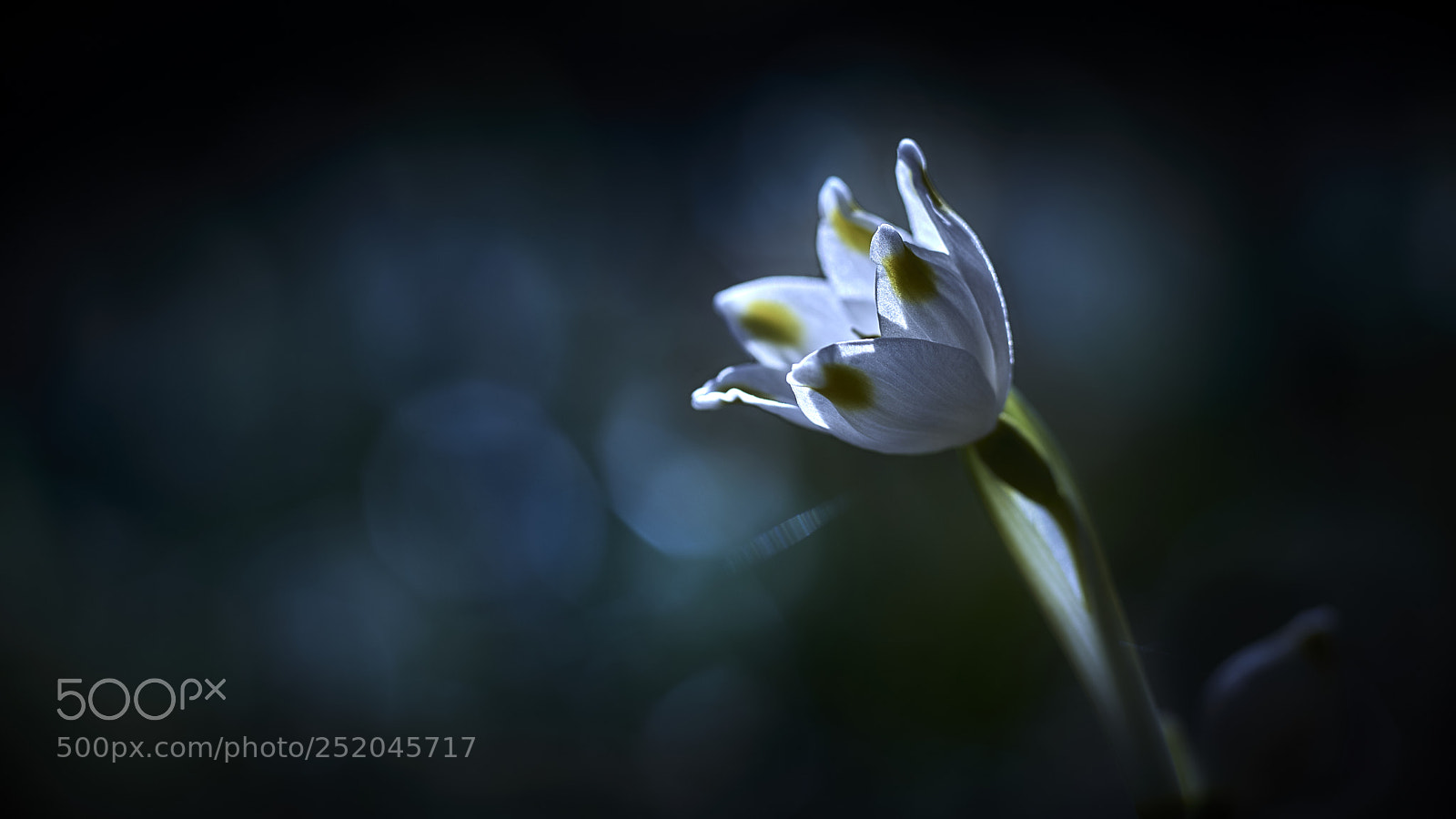 Nikon D800E sample photo. Solitude iii photography
